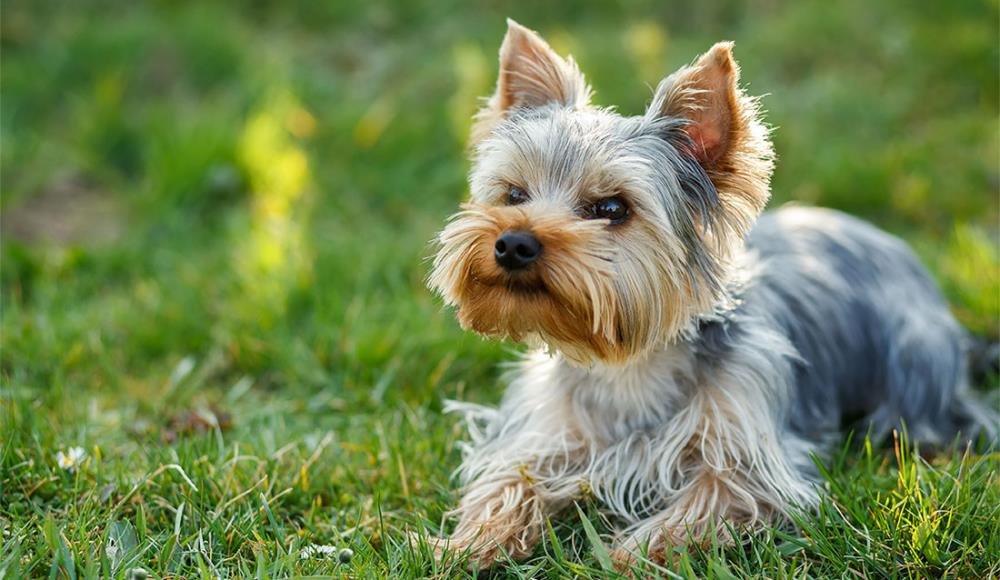 Cagnolino che riposa tranquillo prima di iniziare il percorso di cura